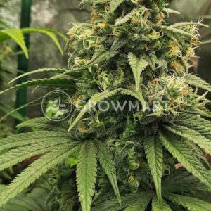 Fruit_Spirit_Feminizovaná_semínka_konopí