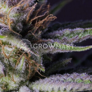 Furious_Candy_Feminizované_semínka_konopí