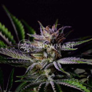 Furious_Candy_Feminizované_semínka_konopí