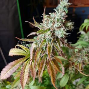 G13_Haze_Regular_Regulérní_semínka_konopí