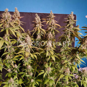 G13_Haze_Regular_Regulérní_semínka_konopí