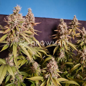 G13_Haze_Regular_Regulérní_semínka_konopí