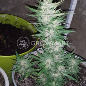 GREEN-O-MATIC_Feminizovaná_semínka_konopí