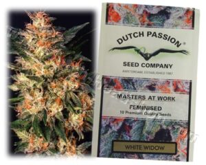 Dutch Passion - WHITE WIDOW | Feminized Cannabis Seeds - Image 6
