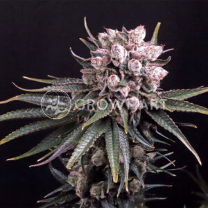 Gelato_seminka_konopi