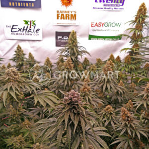 Gelato_seminka_konopi