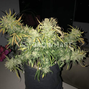 Gelato_Seminka_konopi