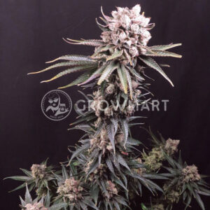 Gelato_seminka_konopi