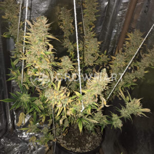 Gelato_Seminka_konopi