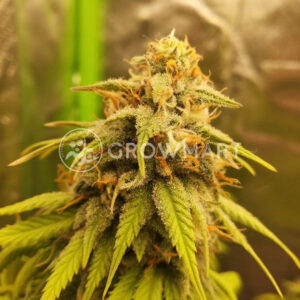 Gelato_33_Feminizované_semena_konopí