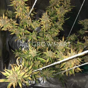 Gelato_Seminka_konopi