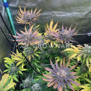 Gelato_41_BX_seminka_konopi