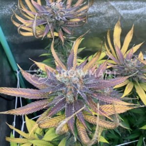 Gelato_41_BX_seminka_konopi