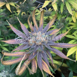 Gelato_41_BX_seminka_konopi