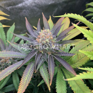 Gelato_41_BX_seminka_konopi