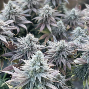 Gelato_OG_seminka_konopi
