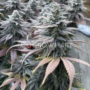 Seedsman Seeds - Gelat.OG | Feminized hemp seeds - Image 5