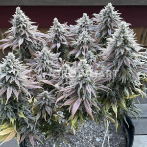 Gelato_OG_seminka_konopi