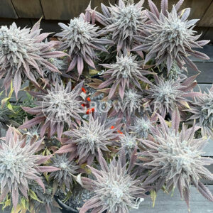 Gelato_OG_seminka_konopi