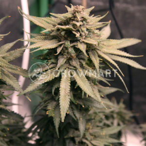 Gelato_OG_Auto_1_semienka_konopi