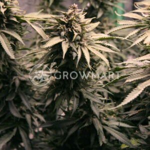 Gelato_OG_Auto_1_semienka_konopi