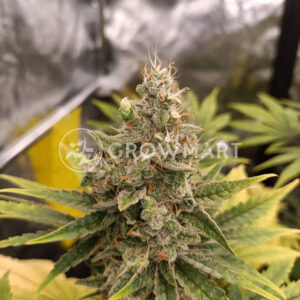 Gipsy_haze_Feminizované_semínka_konopí