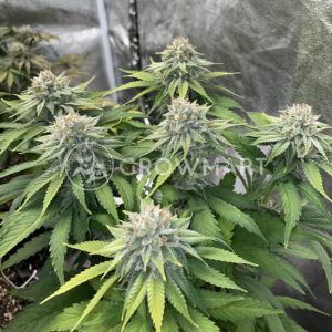 Girl_Scout_Cookies_seminka_konopi