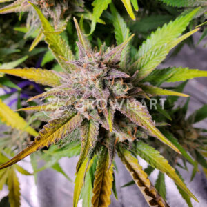 Girl_Scout_Cookies_Auto_Autoflowering_semínka_konopí