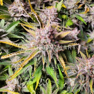 Girl_Scout_Cookies_Auto_Autoflowering_semínka_konopí