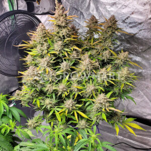 Girl_Scout_Cookies_Auto_Autoflowering_semínka_konopí