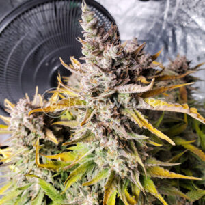 Girl_Scout_Cookies_Auto_Autoflowering_semínka_konopí