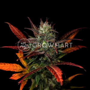 Glue_Gelato_Auto_Autoflowering_semínka_konopí