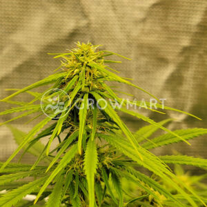 Golden_Tiger_Panama_Feminizovana_seminka_konopi
