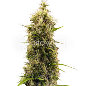 Golden_Tiger_Thai_Dominant_3rd_Version_Regulerni_seminka_konopi