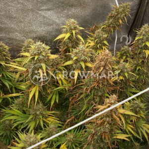 Golden_Tiger_Thai_Dominant_3rd_Version_Feminizovana_seminka_konopi