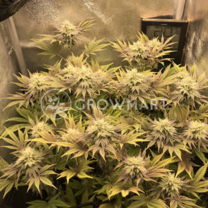 Gorila_Feminizované_semínka_konopí