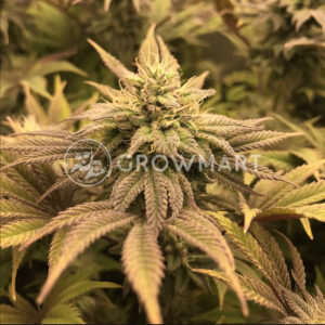 Gorila_Feminizované_semínka_konopí