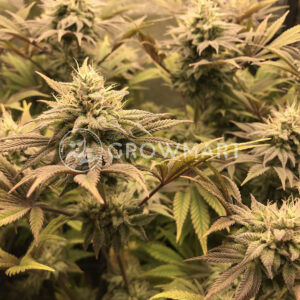 Gorila_Feminizované_semínka_konopí