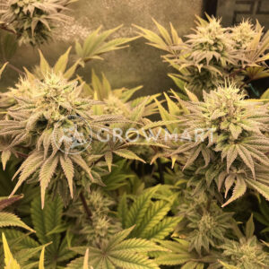 Gorila_Feminizované_semínka_konopí