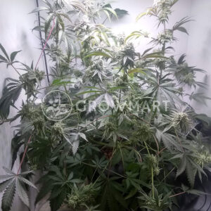 Gorilla_Feminizovné_semínka_konopí