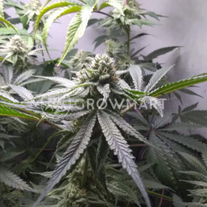 Gorilla_Fast_Feminizované_semínka_konopí