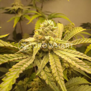 Gorilla_Feminizovné_semínka_konopí