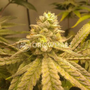 Gorilla_Feminizovné_semínka_konopí