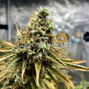 Gorilla_Blue_Feminizované_semena_konopí