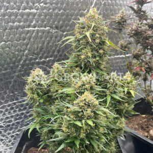 Gorilla_Candy_Auto_seminka_konopi