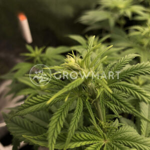 Gorilla_Cheese_Feminizované_semínka_konopí
