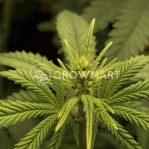 Gorilla_Cheese_Feminizované_semínka_konopí