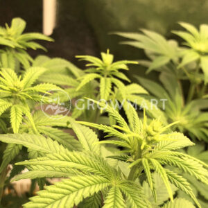 Gorilla_Cheese_Feminizované_semínka_konopí