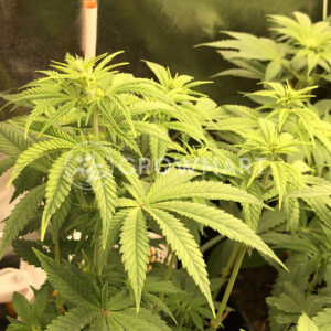 Gorilla_Cheese_Feminizované_semínka_konopí