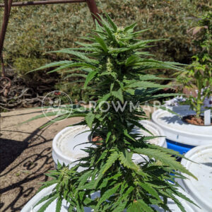 seminka_konopi_gorilla_cookies